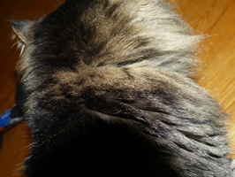 P1040591